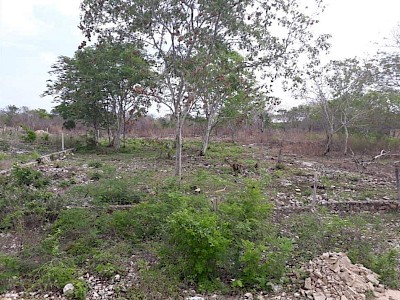 TERRENO EN VENTA EN CHABLEKAL